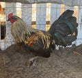 Grey Sid Taylor Game Bird