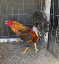 Yellow Leg Hatch Dom