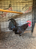 Sid Taylor Game Bird